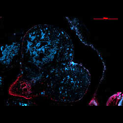 RBP1 gene expression in a CS20 human embryonic heart